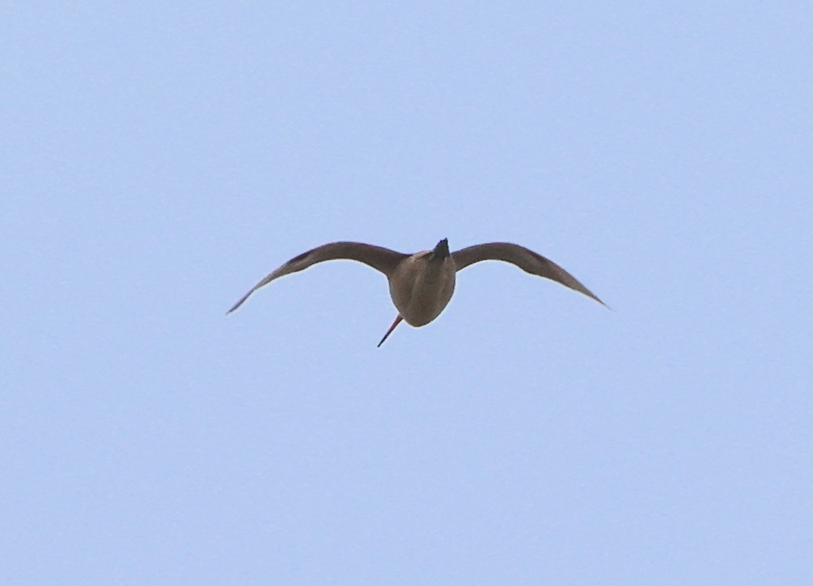 Marbled Godwit - ML638498760