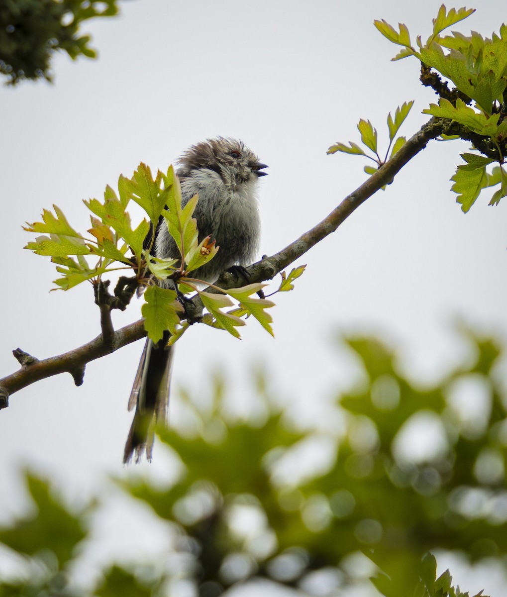 Long-tailed Tit - ML638498763