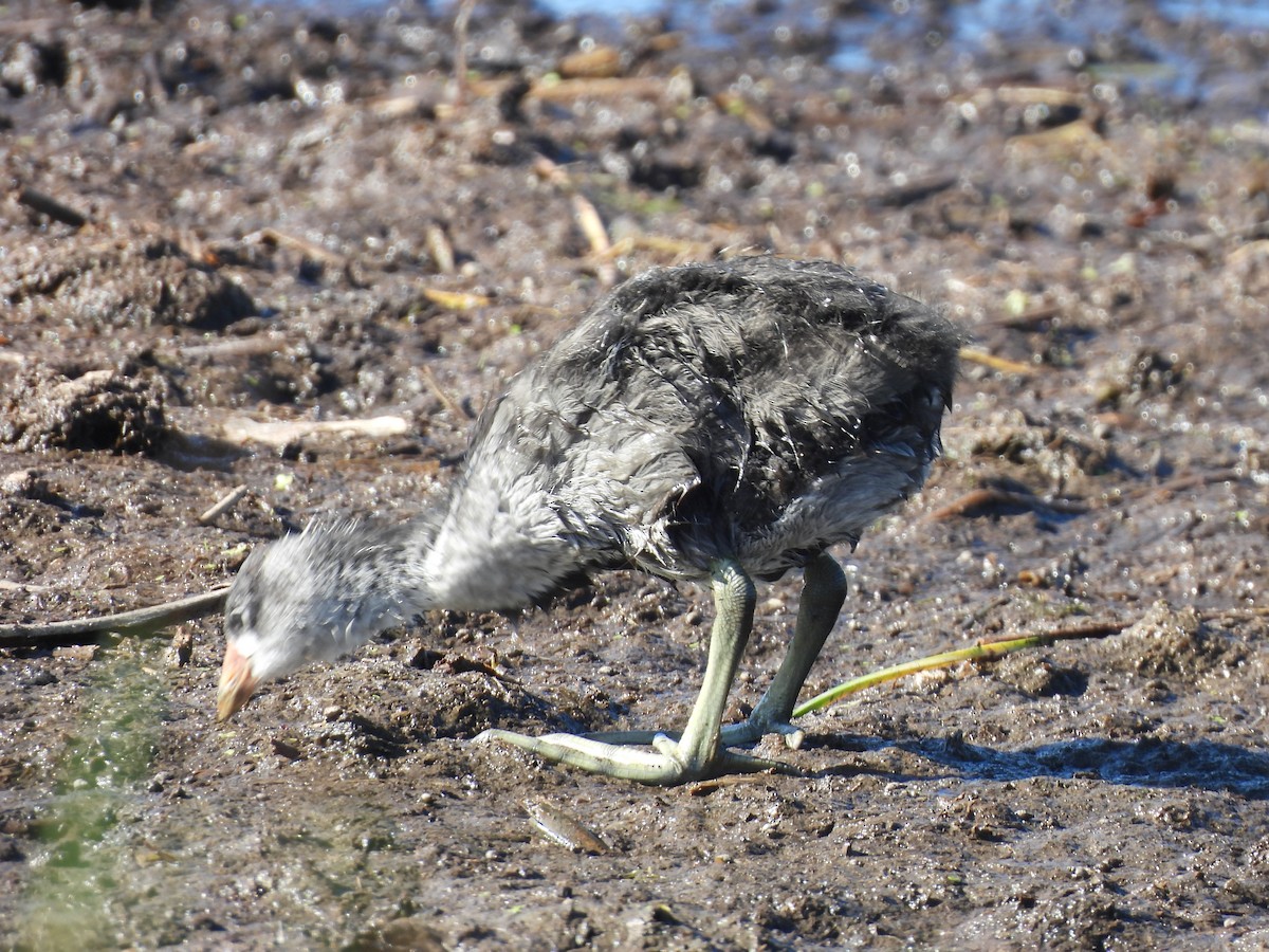 American Coot - ML638498772