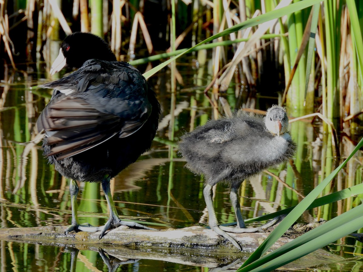 American Coot - ML638498773