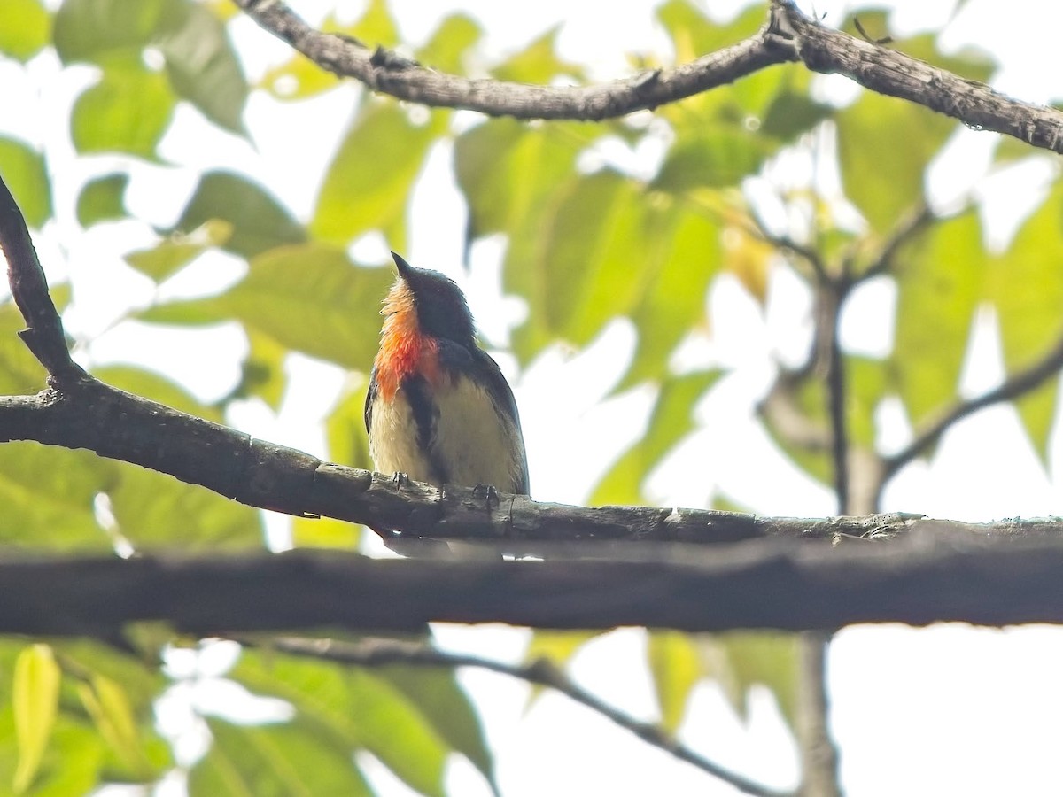 Fire-breasted Flowerpecker (Taiwan) - ML638498774