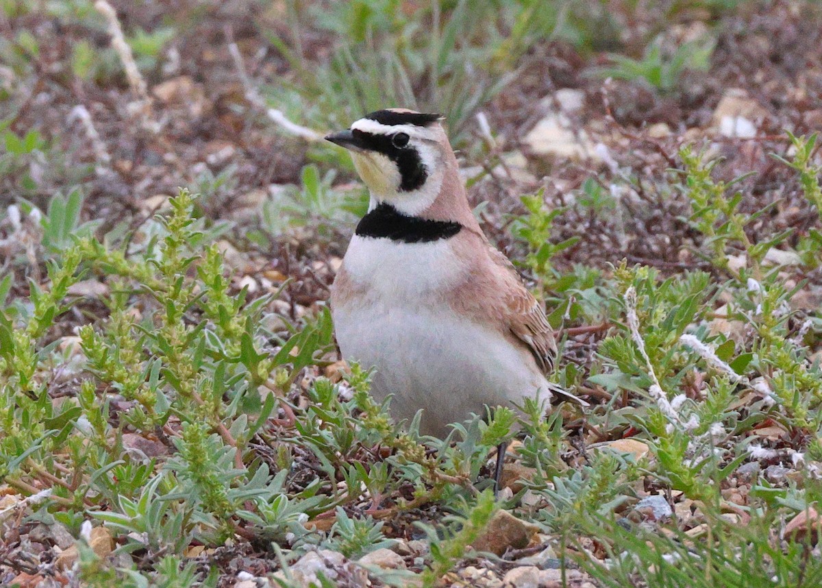 Horned Lark - ML638498779