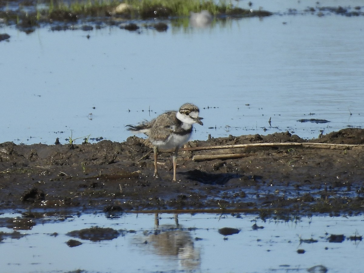 Killdeer - ML638498789