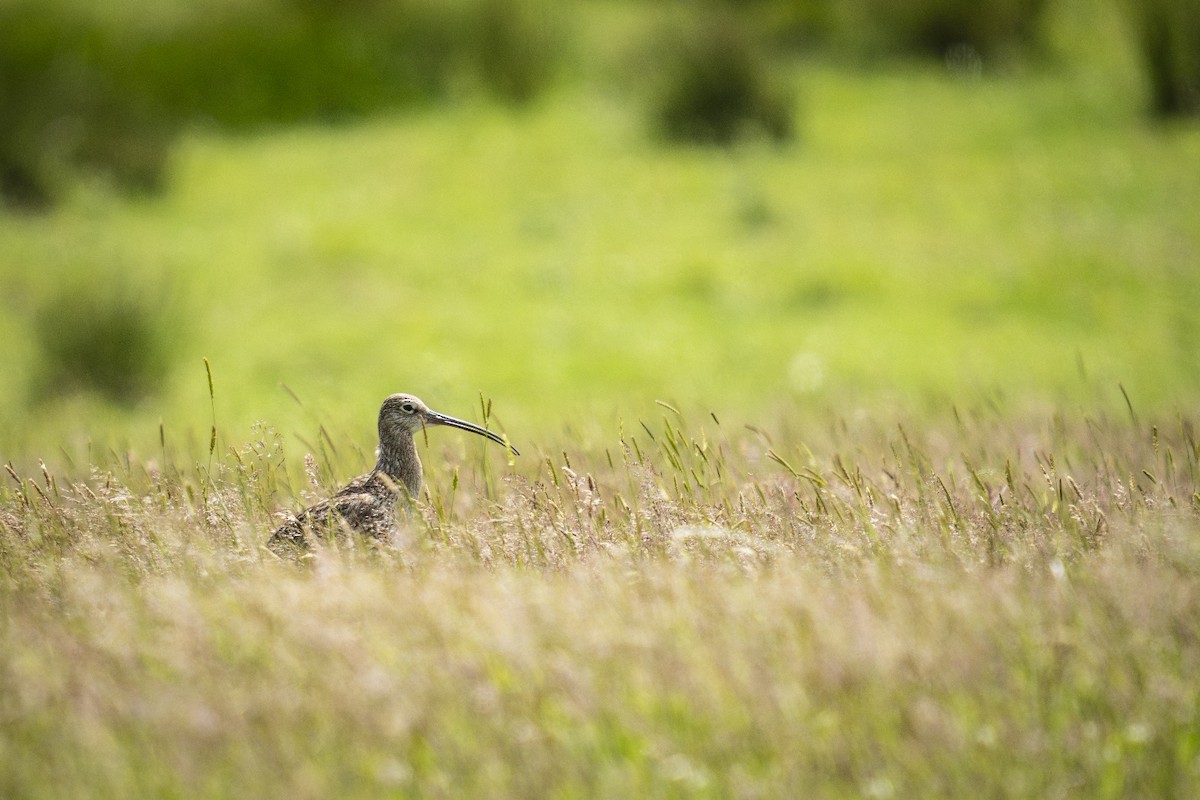 Eurasian Curlew - ML638498790