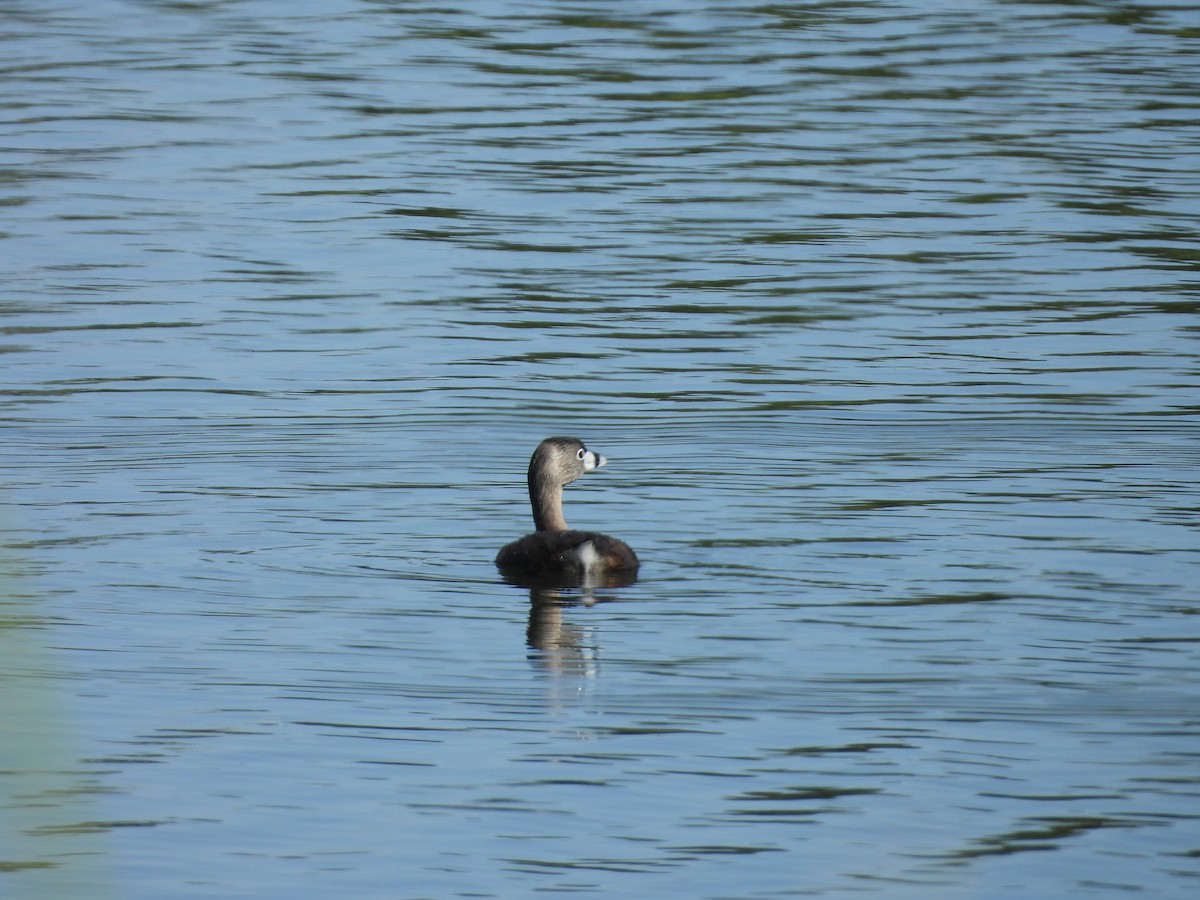 Pied-billed Grebe - ML638498792