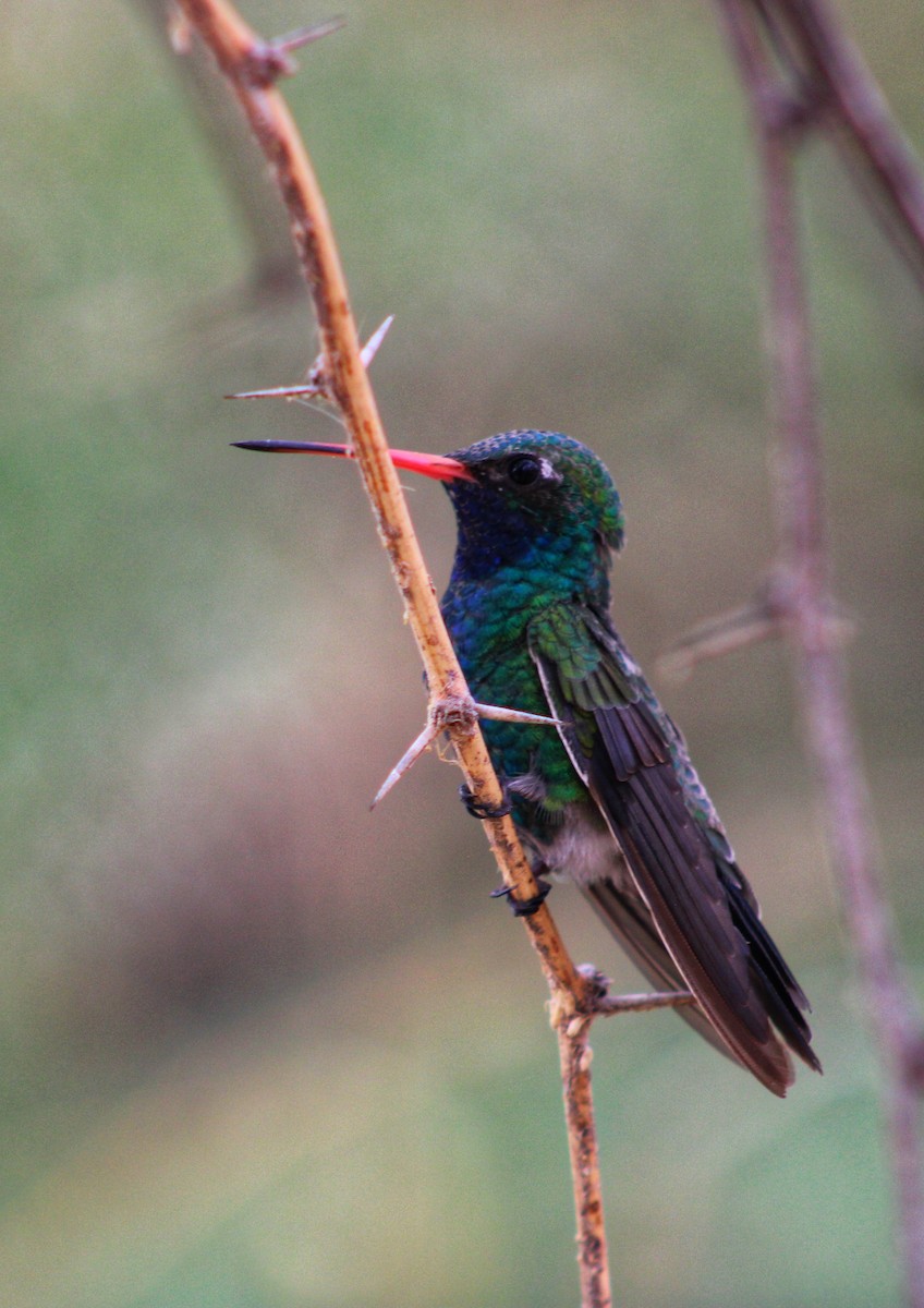 Broad-billed Hummingbird - ML638498793
