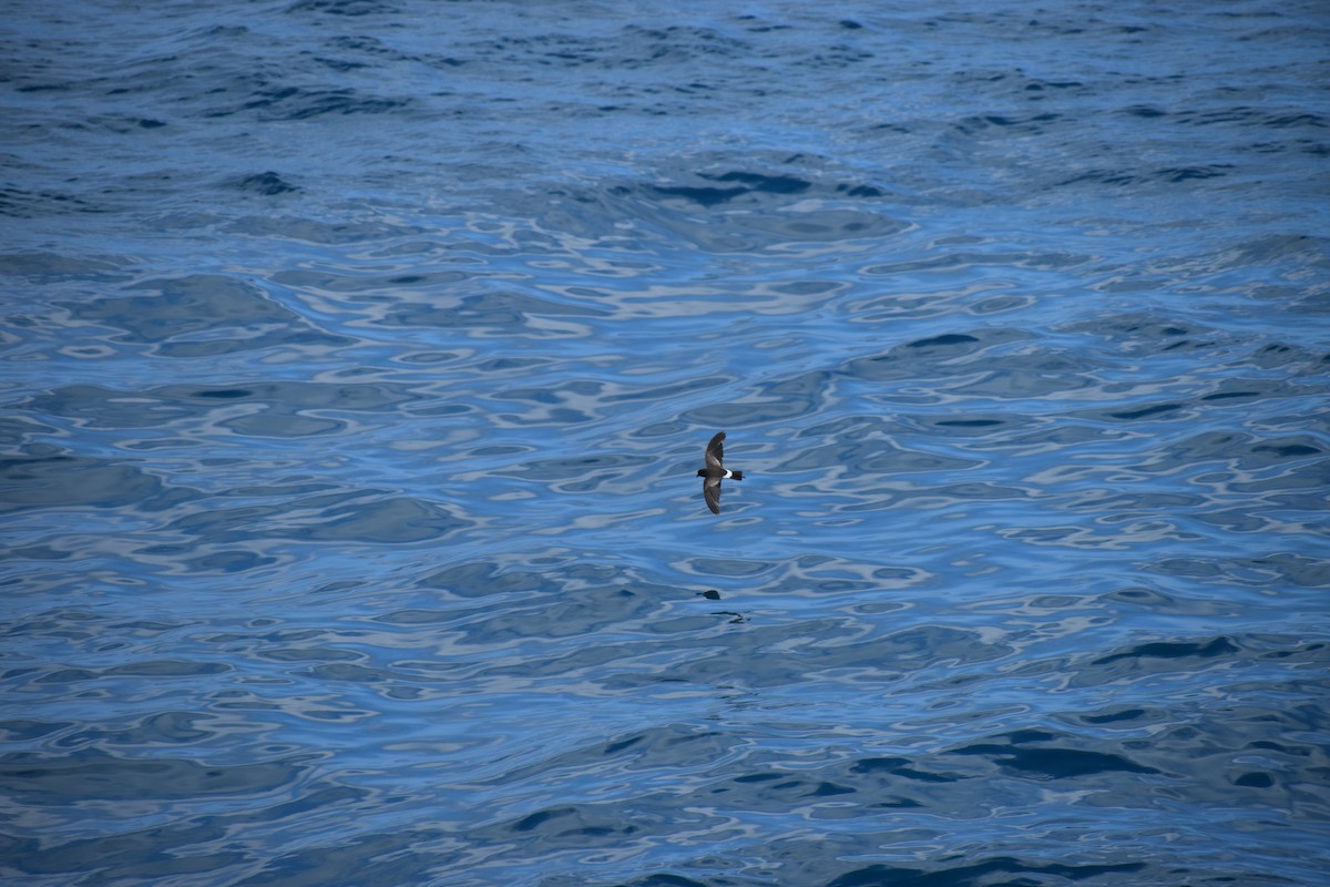 Elliot's Storm-Petrel - ML638498806