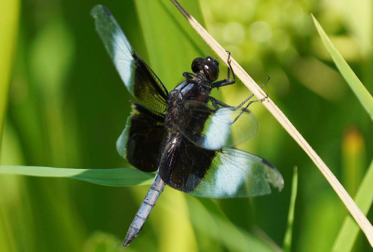 Widow Skimmer - ML638498811