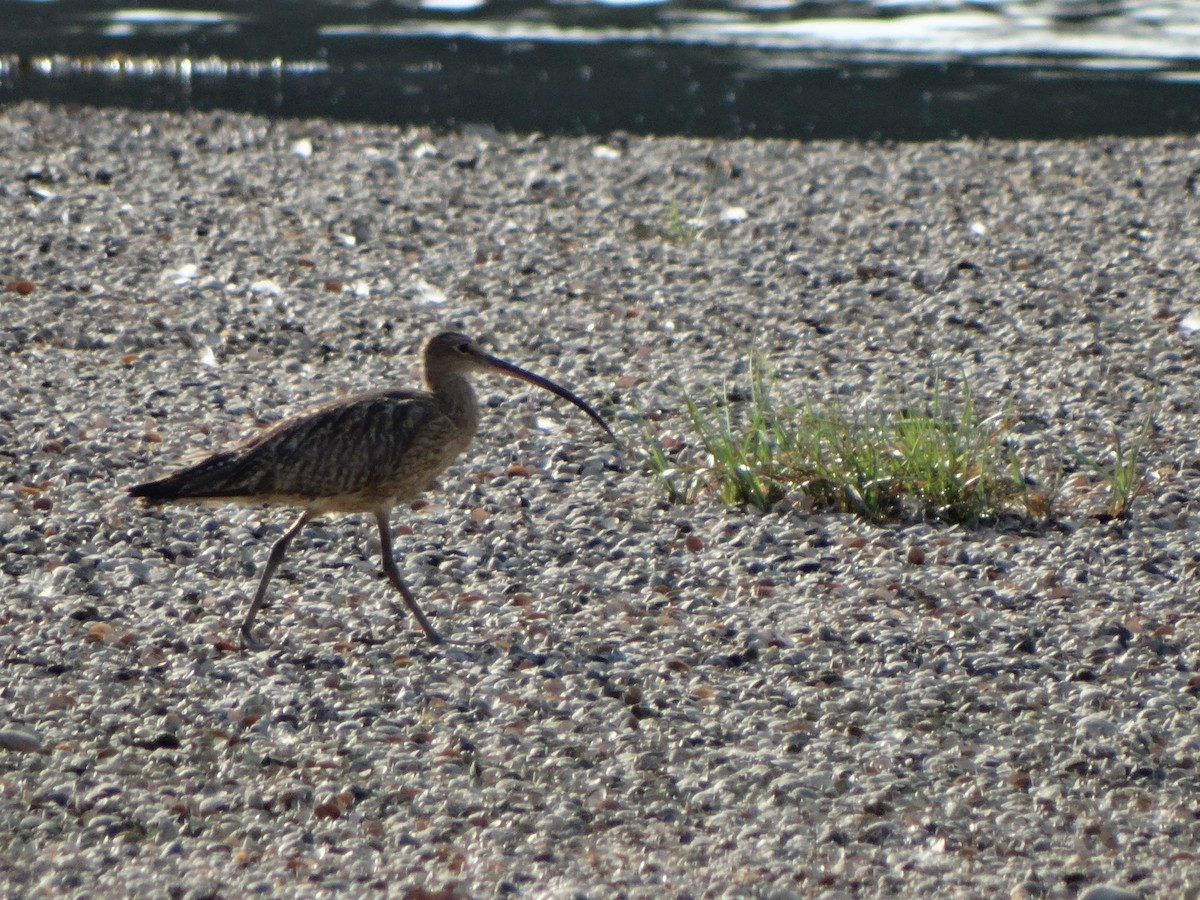 Eurasian Curlew - ML638498814