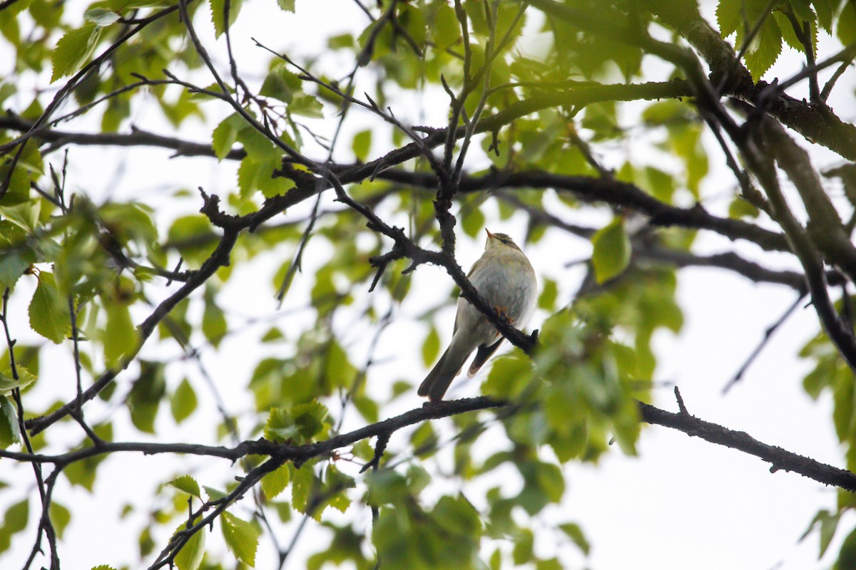 Willow Warbler - ML638498816