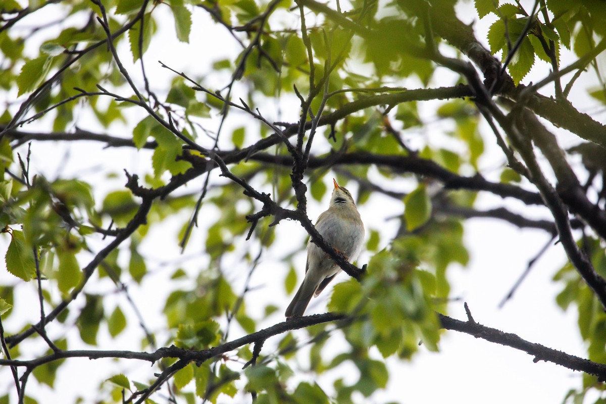 Willow Warbler - ML638498817