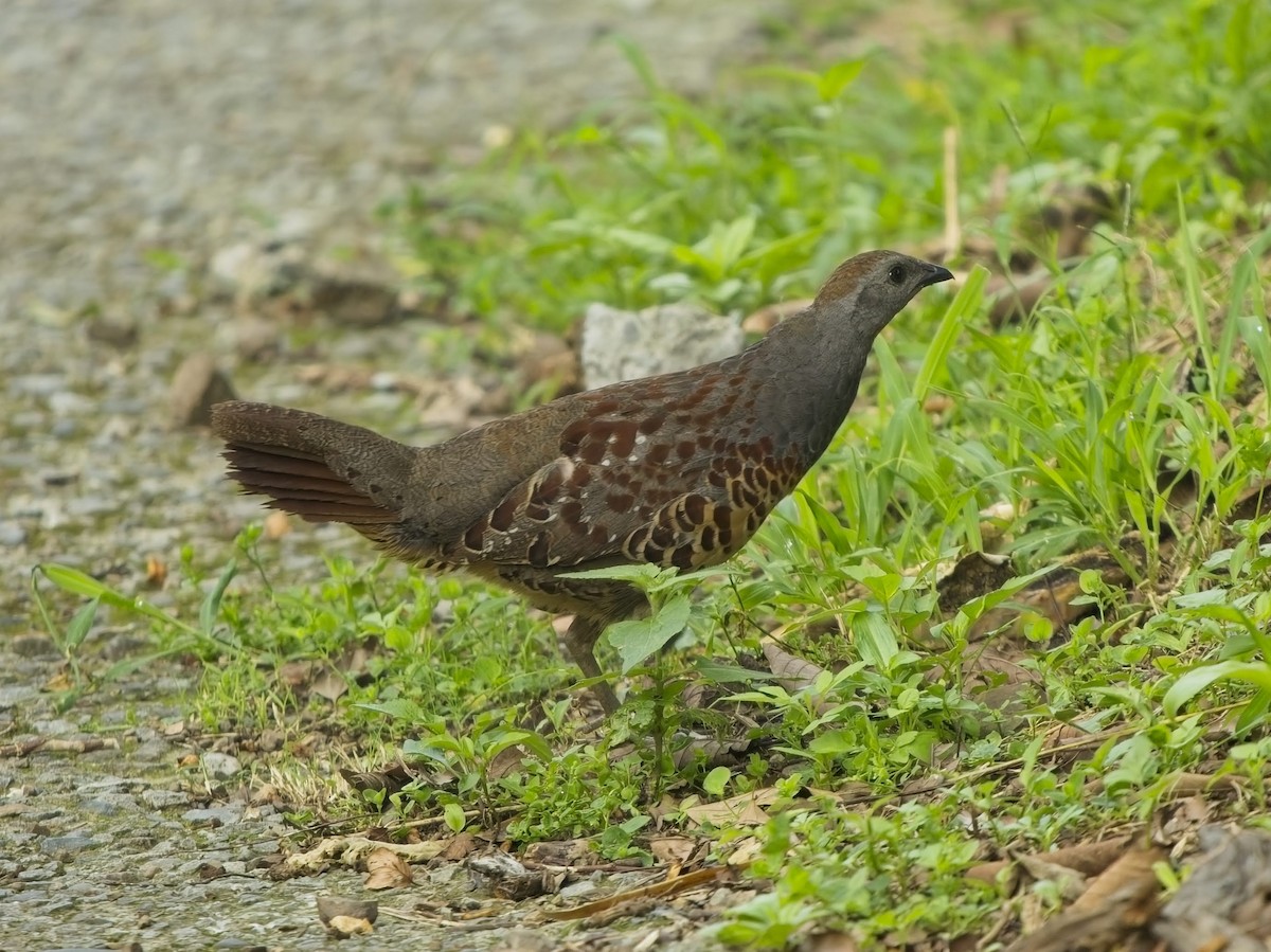 Bambusicole de Taïwan - ML638498823