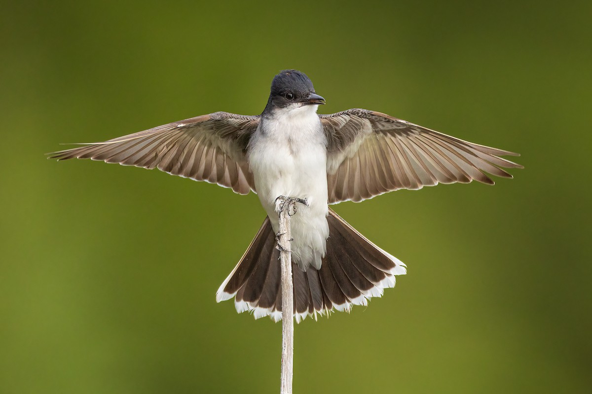 Eastern Kingbird - ML638498832
