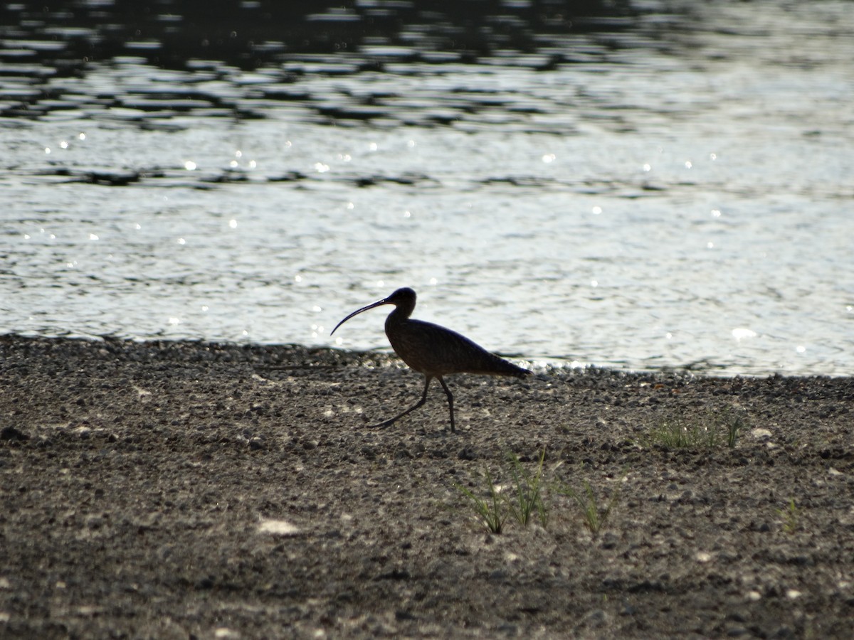 Eurasian Curlew - ML638498854