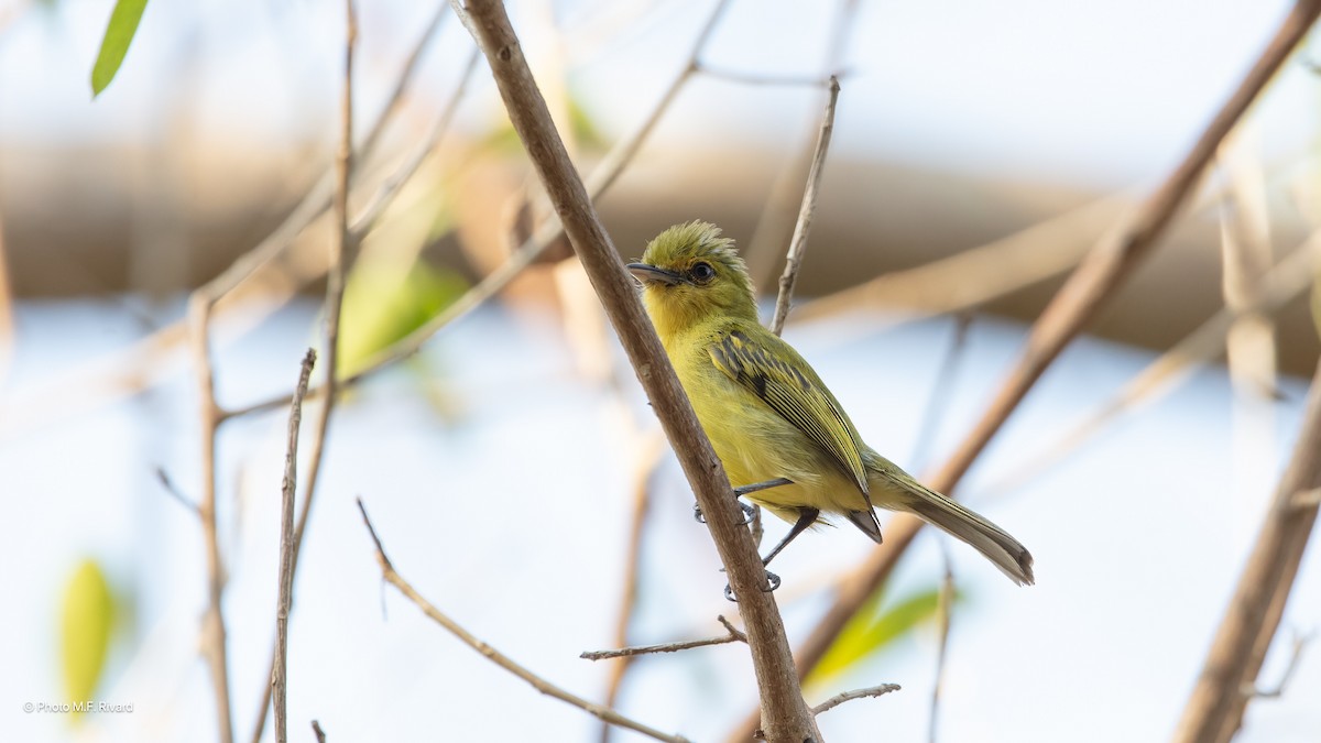 Ochre-lored Flatbill - ML638498888