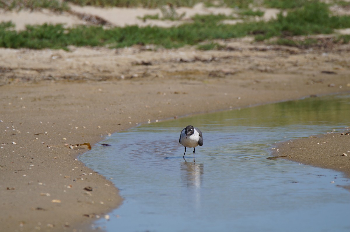 Laughing Gull - ML638498921