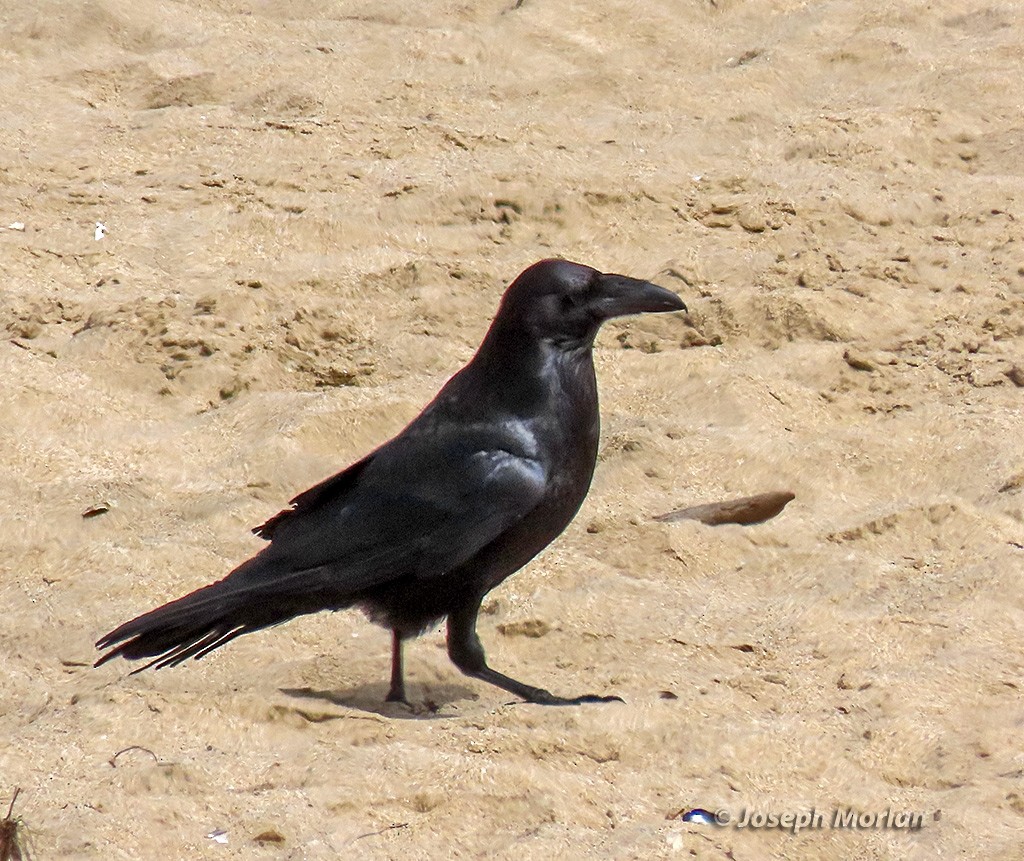 Common Raven - ML638498924