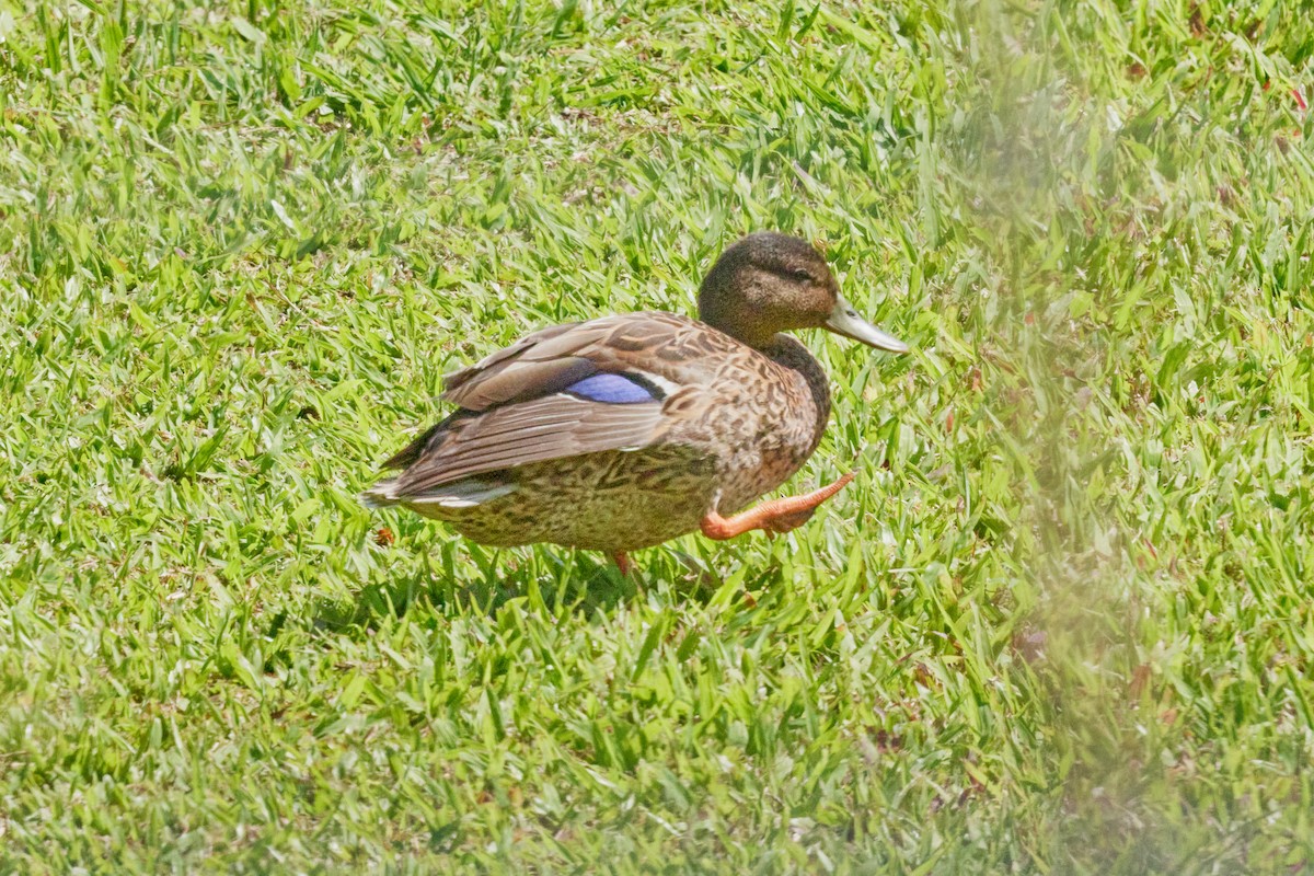 Hawaiian Duck - ML638498928