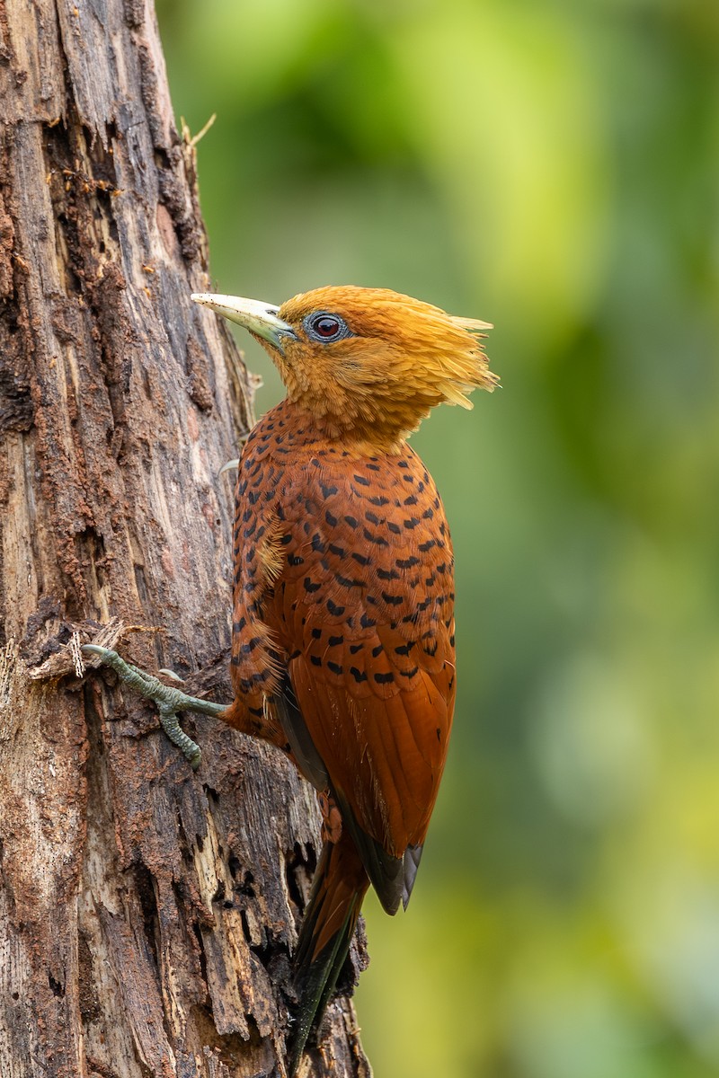 Chestnut-colored Woodpecker - ML638498944