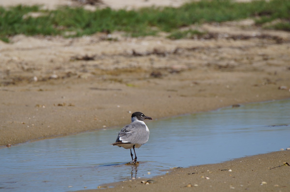 Laughing Gull - ML638498949