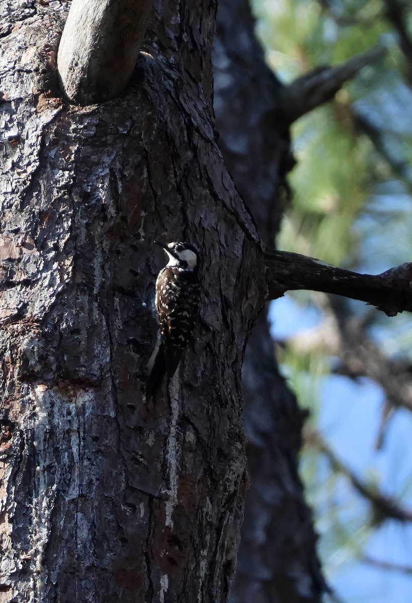 strakapoud kokardový - ML638498951