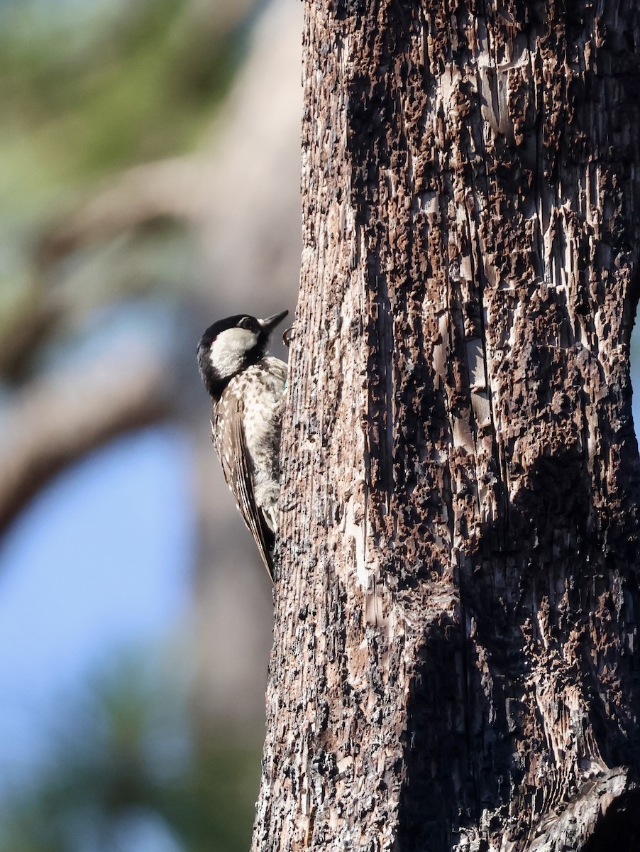 strakapoud kokardový - ML638498952