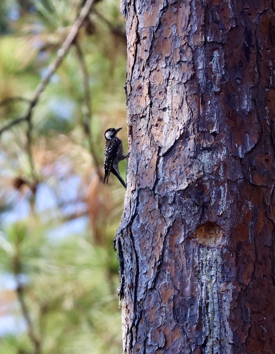 strakapoud kokardový - ML638498953