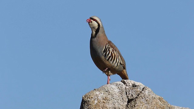 Chukar - ML638498955