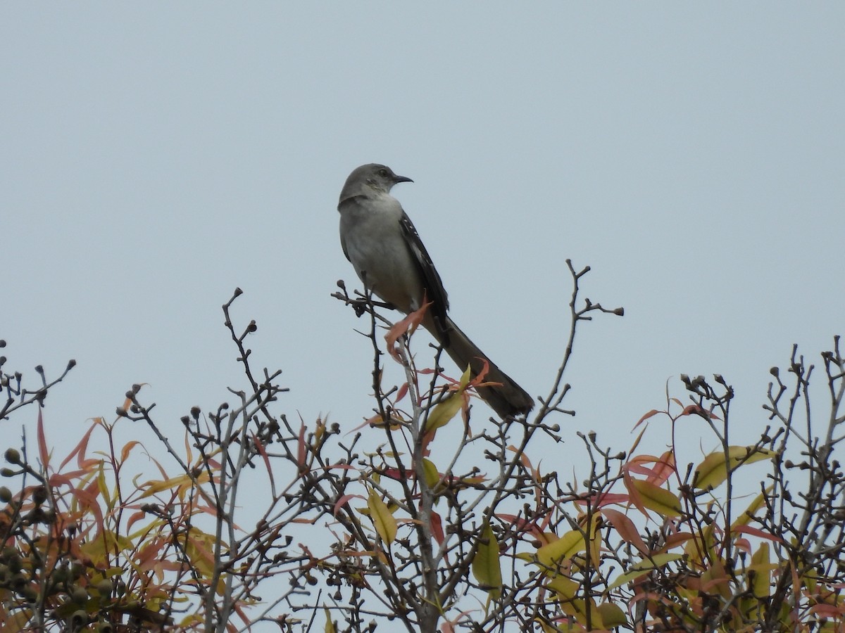 Northern Mockingbird - ML638498960