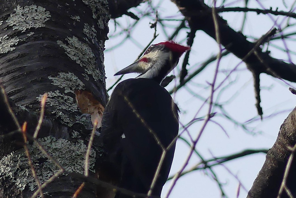 Pileated Woodpecker - ML638498966