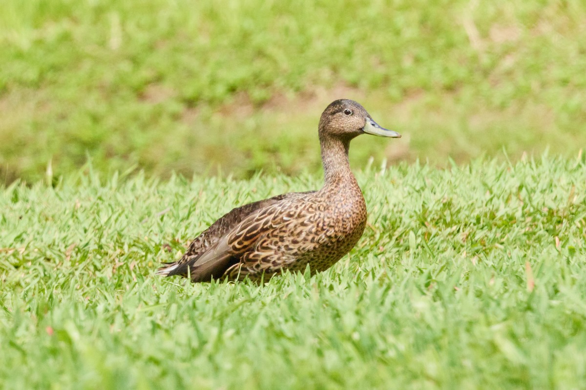 Hawaiian Duck - ML638498970