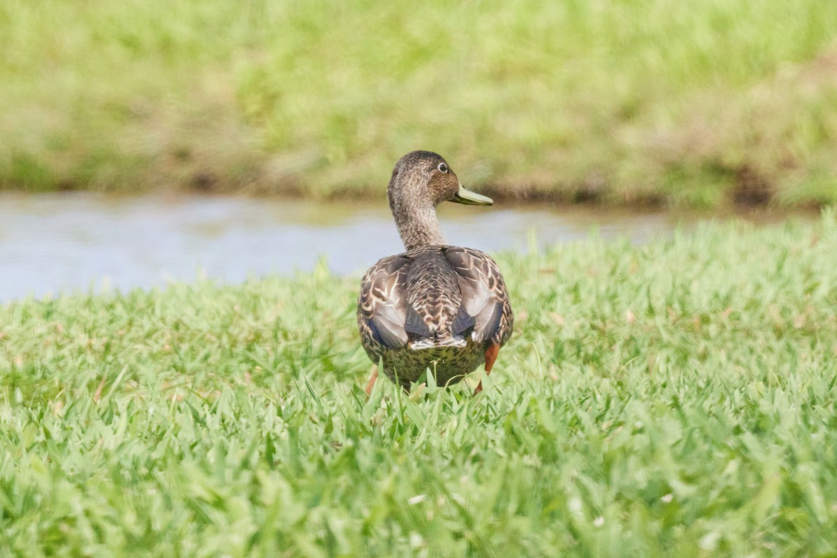 Hawaiian Duck - ML638498971