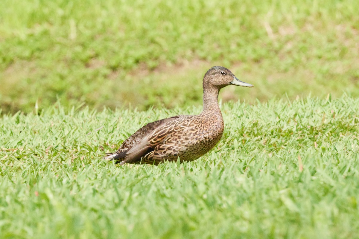 Hawaiian Duck - ML638498973