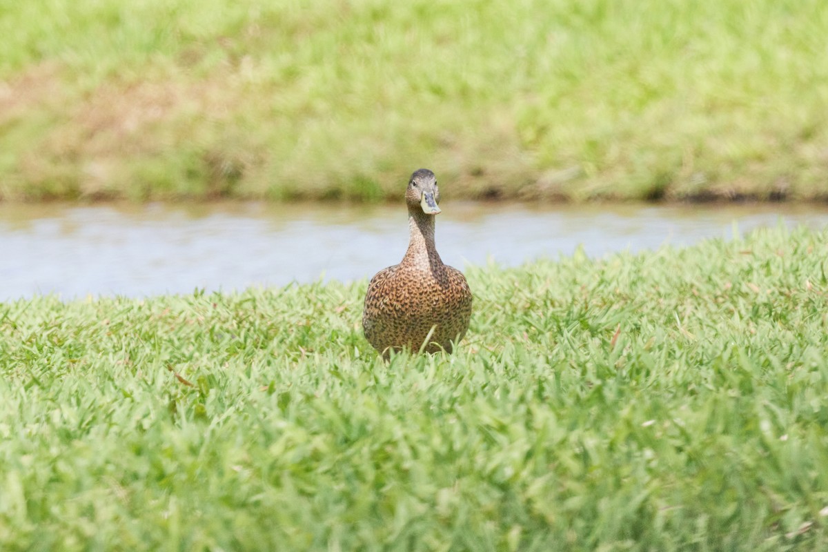 Hawaiian Duck - ML638498974