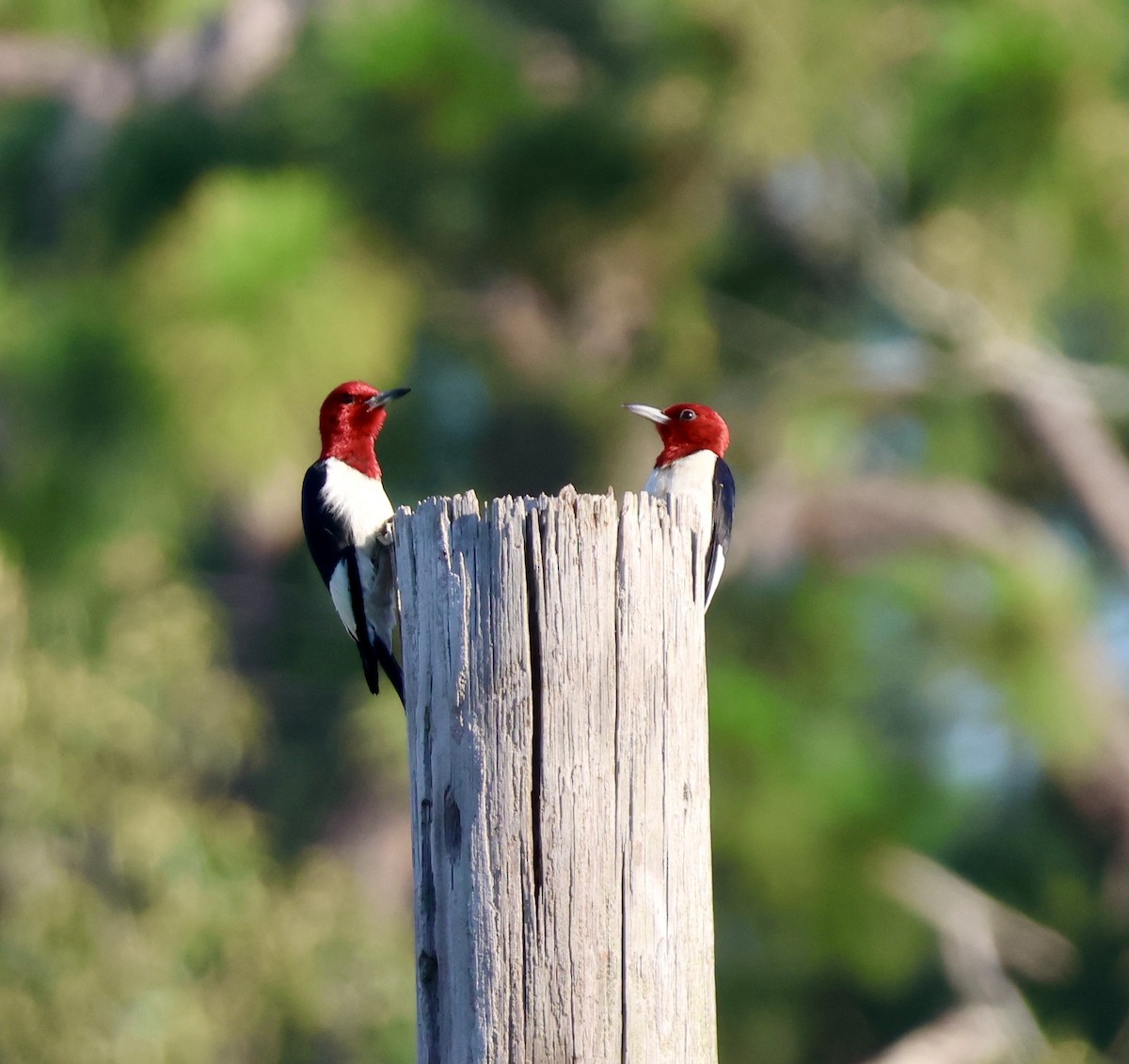 datel červenohlavý - ML638498992