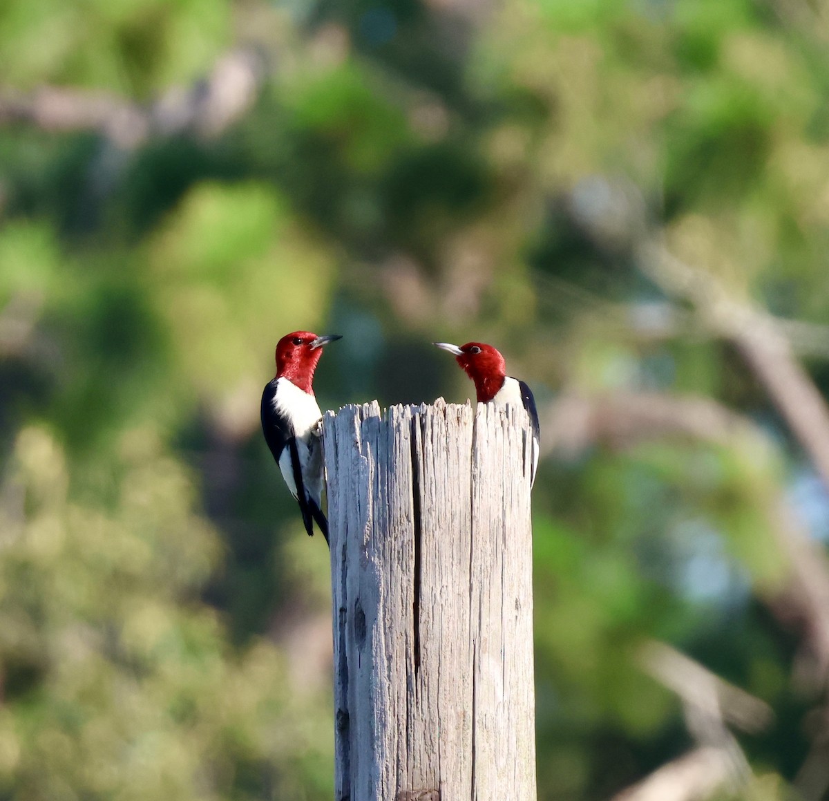 datel červenohlavý - ML638498993