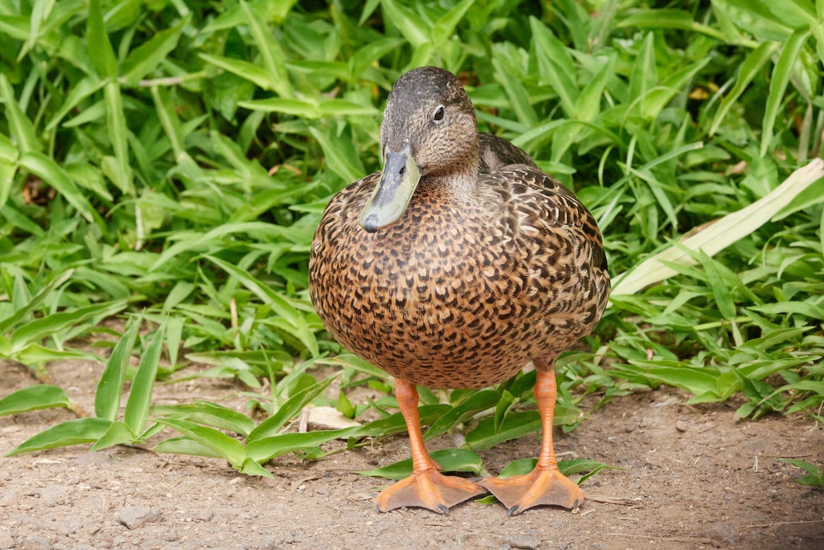 Hawaiian Duck - ML638499000