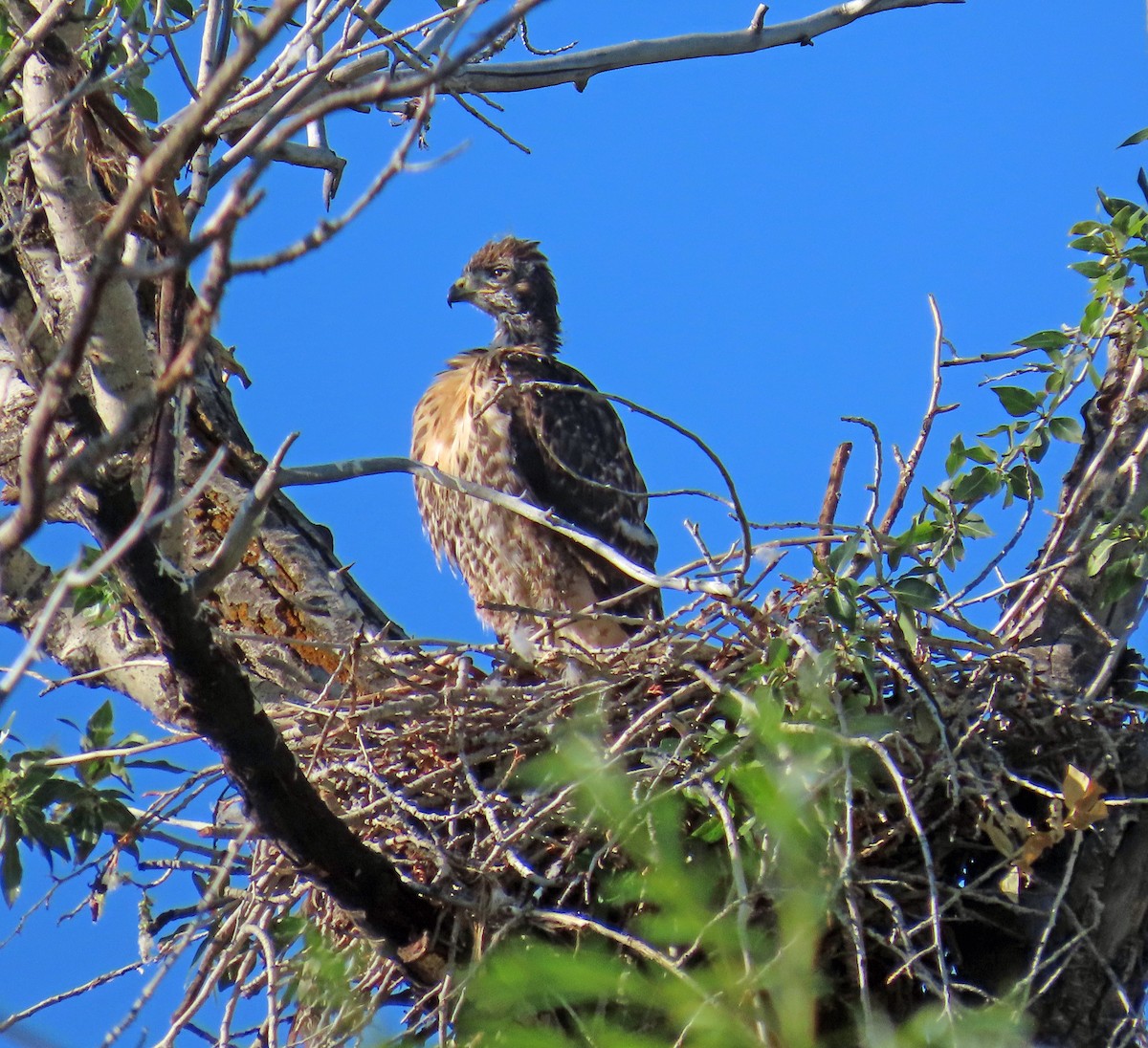 Red-tailed Hawk - ML638499006