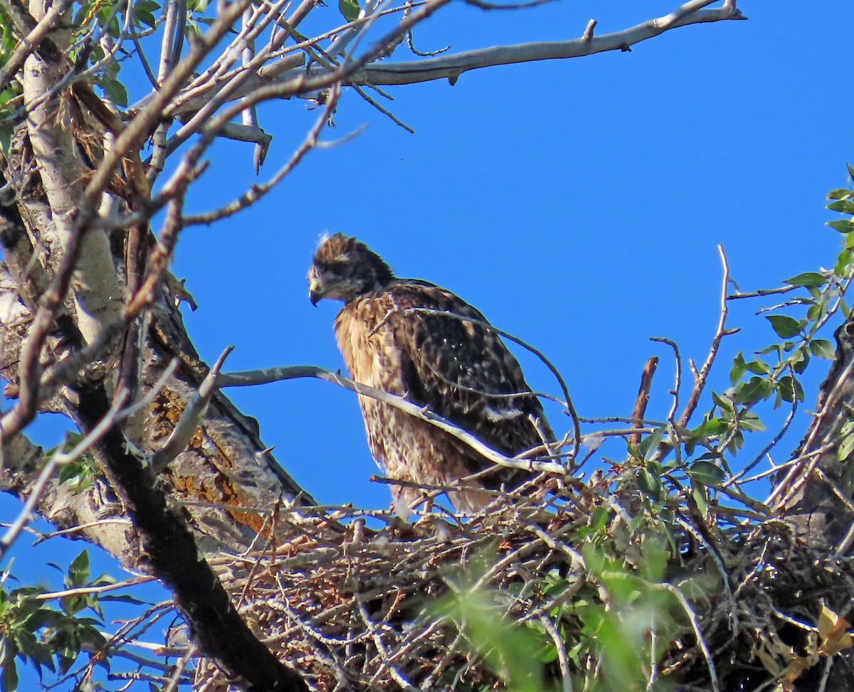 Red-tailed Hawk - ML638499007