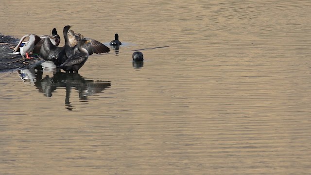 Neotropic Cormorant - ML638499016