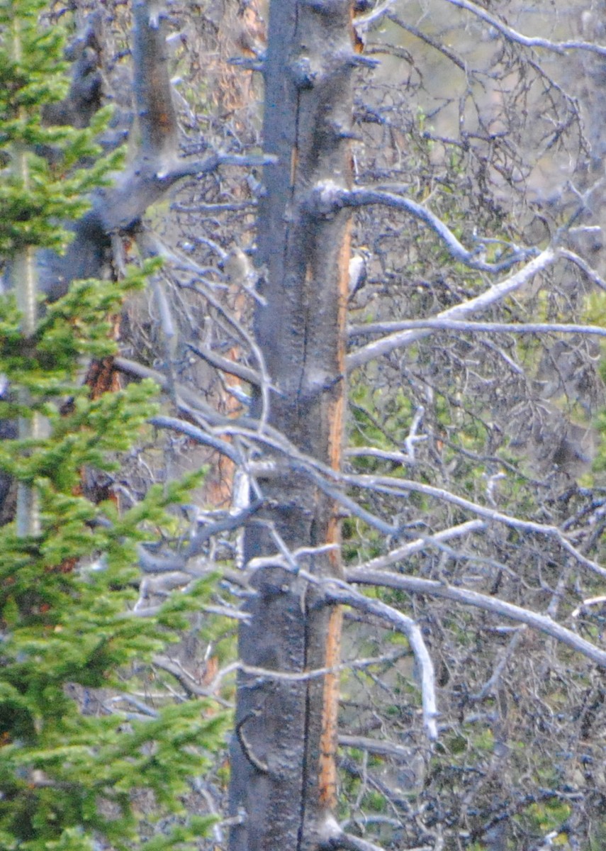 American Three-toed Woodpecker - ML638499018