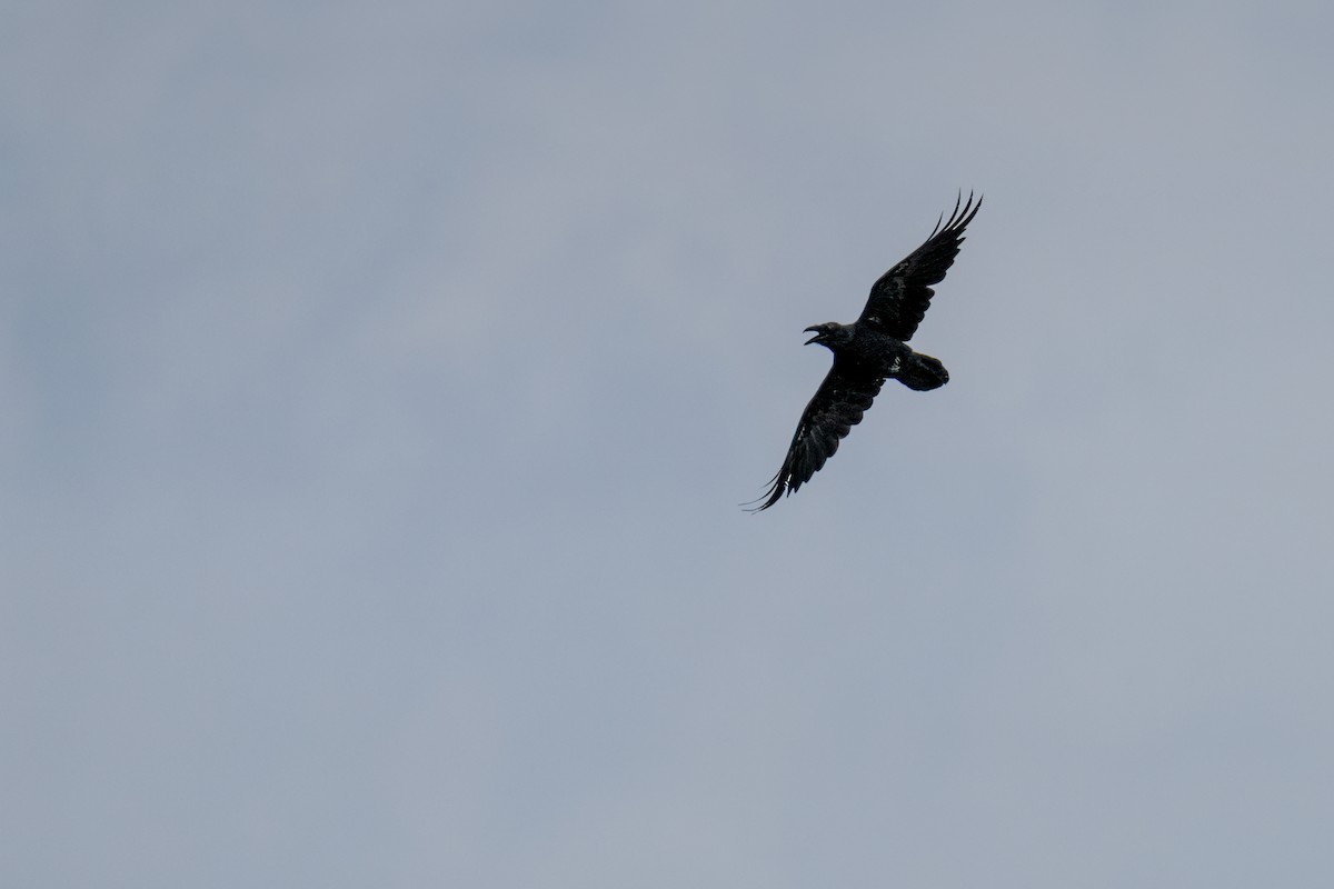 Common Raven - ML638499023