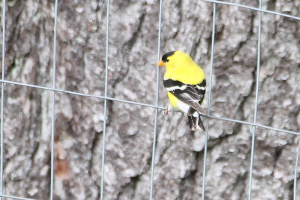 gulstillits - ML638499057