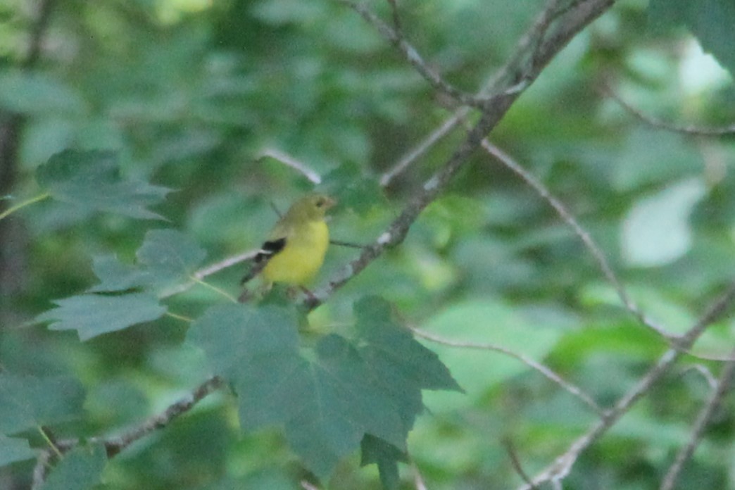 gulstillits - ML638499067