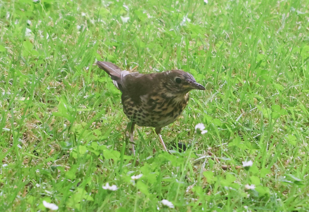 Дууч хөөндэй - ML638499072