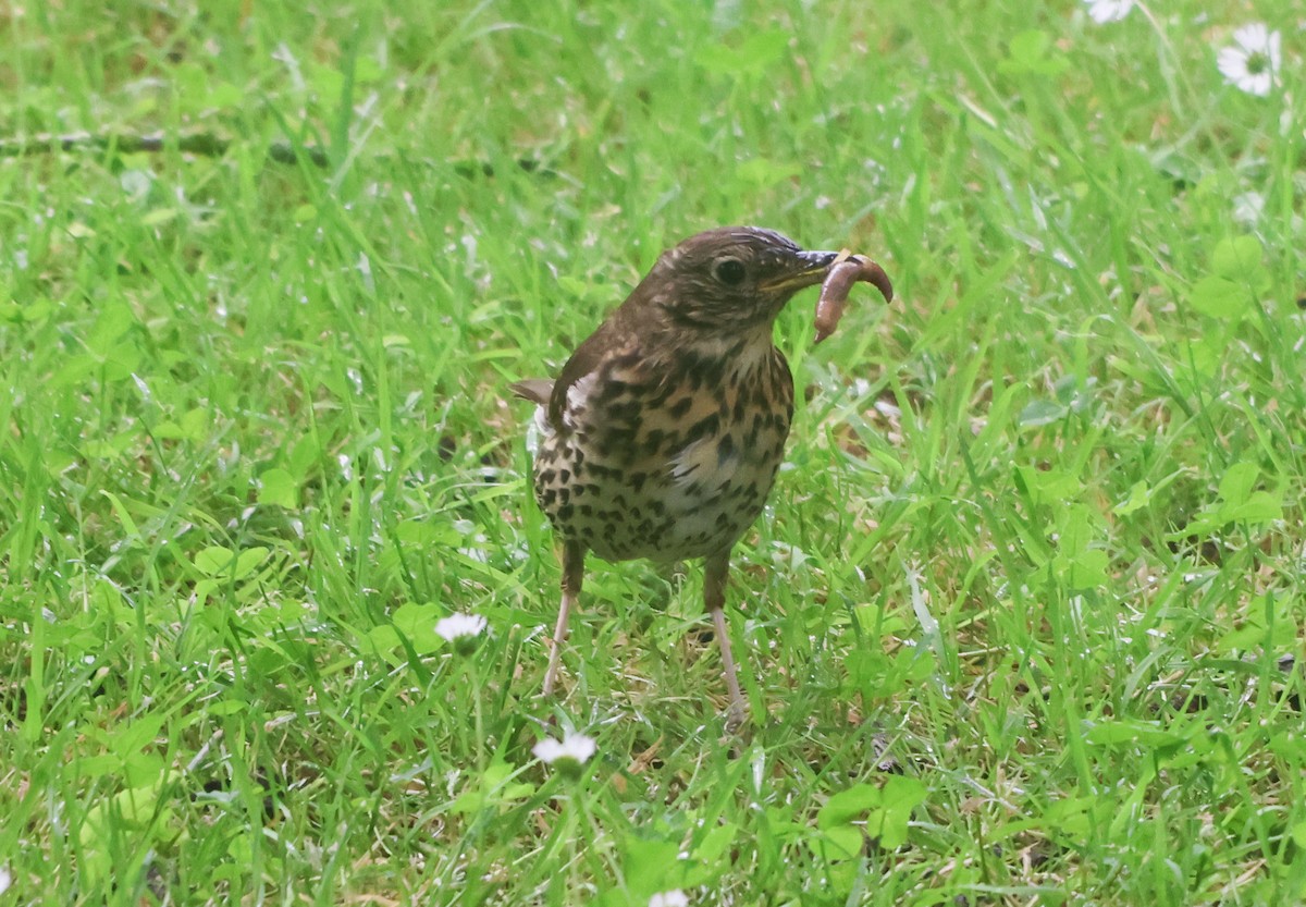 Дууч хөөндэй - ML638499073