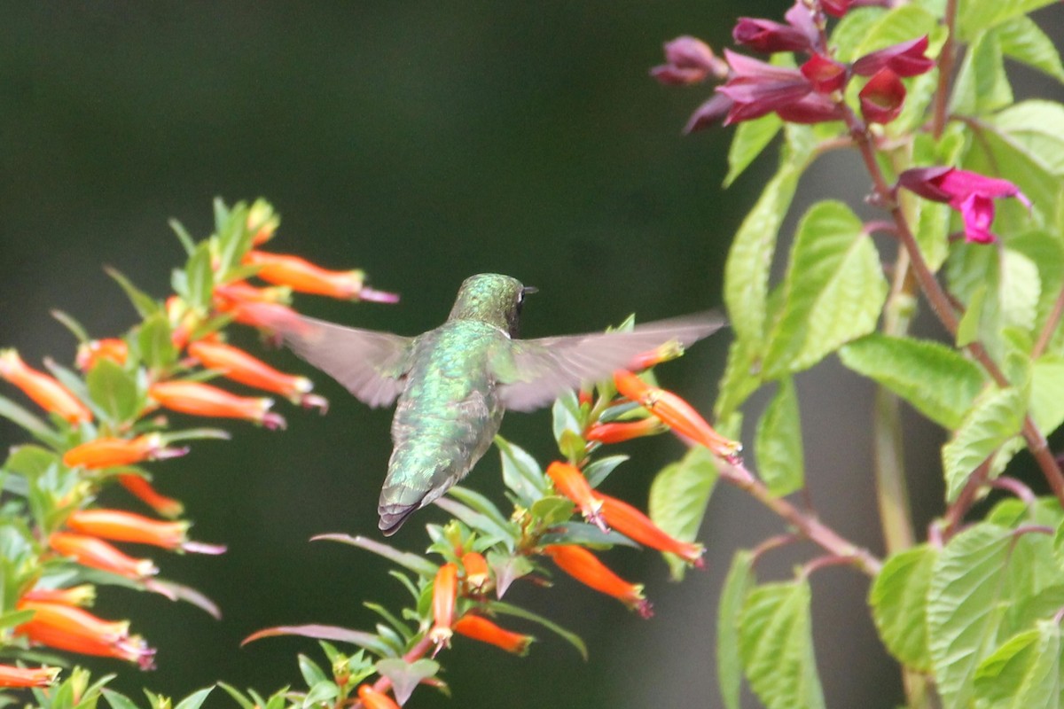 Yakut Boğazlı Kolibri - ML638499092