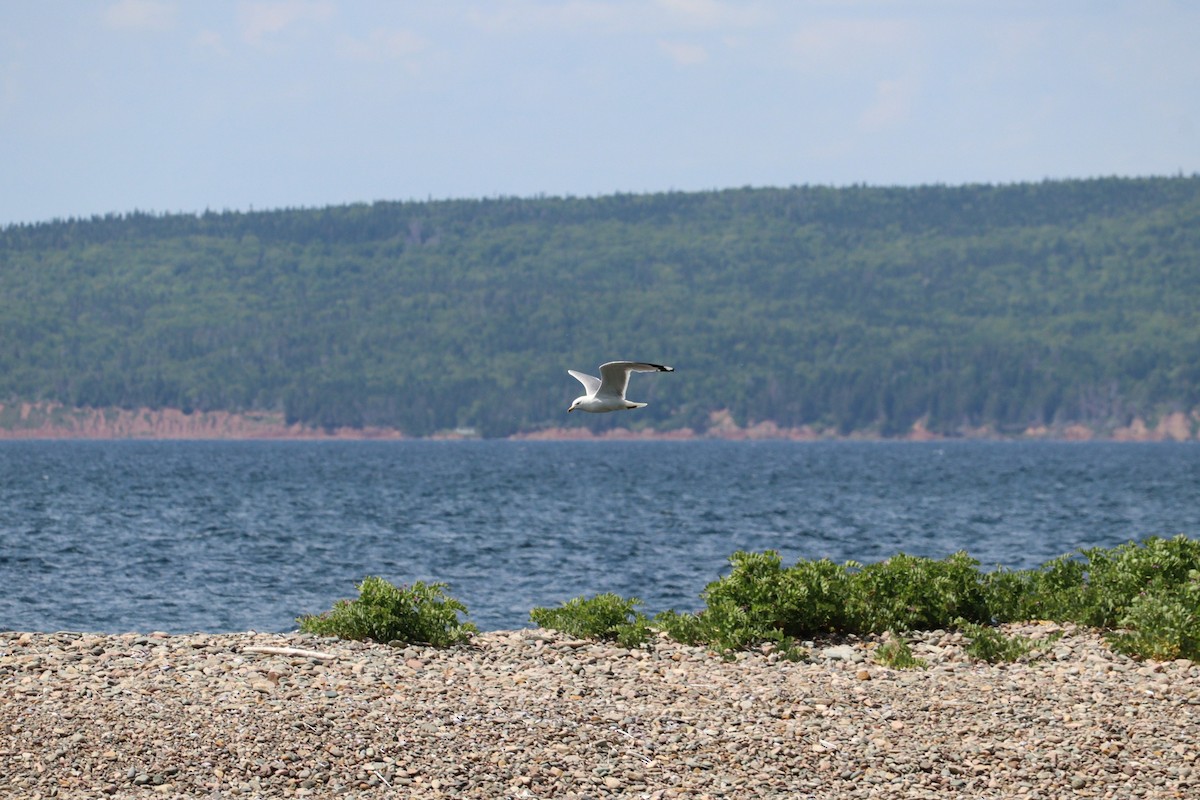 Ring-billed Gull - ML638499097