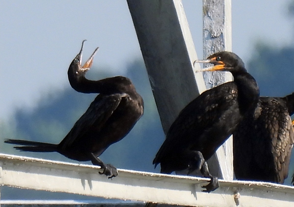 Neotropic Cormorant - ML638499098