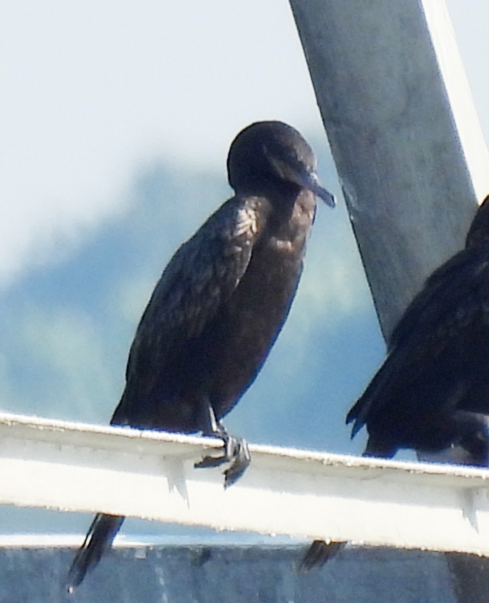 Neotropic Cormorant - ML638499102